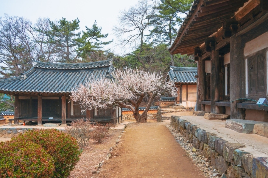 금시당 한옥 사이 매화나무